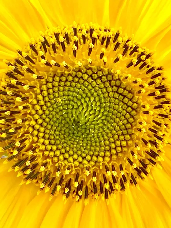 Benji Duke