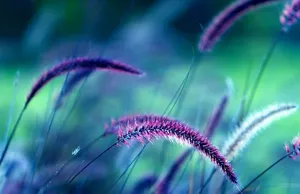 web-march-saaz3-ia